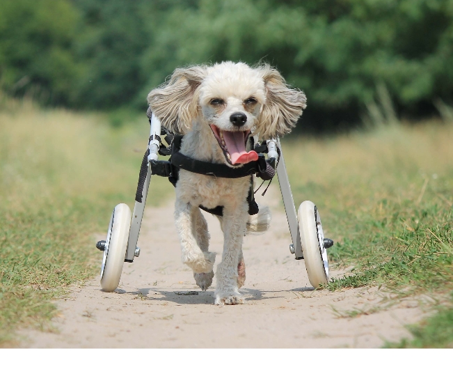 Read more about the article Caring For Disabled Cats & Dogs