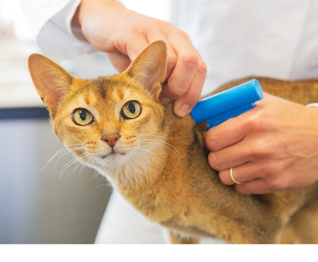 Read more about the article Reasons To Chip Your Pet