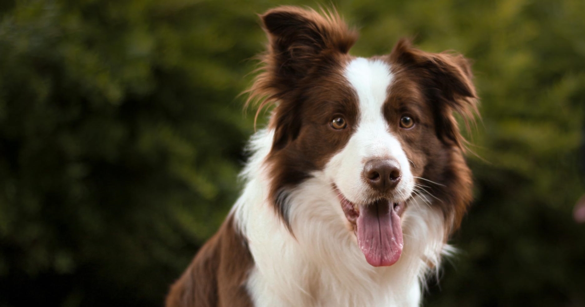 Top 10 Best Herding Dogs - PetlifeUS