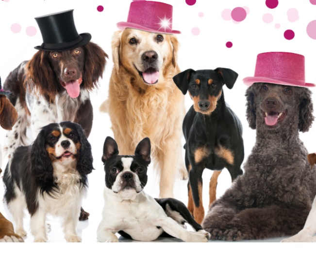Read more about the article Pet-Positive Resolutions For 2024