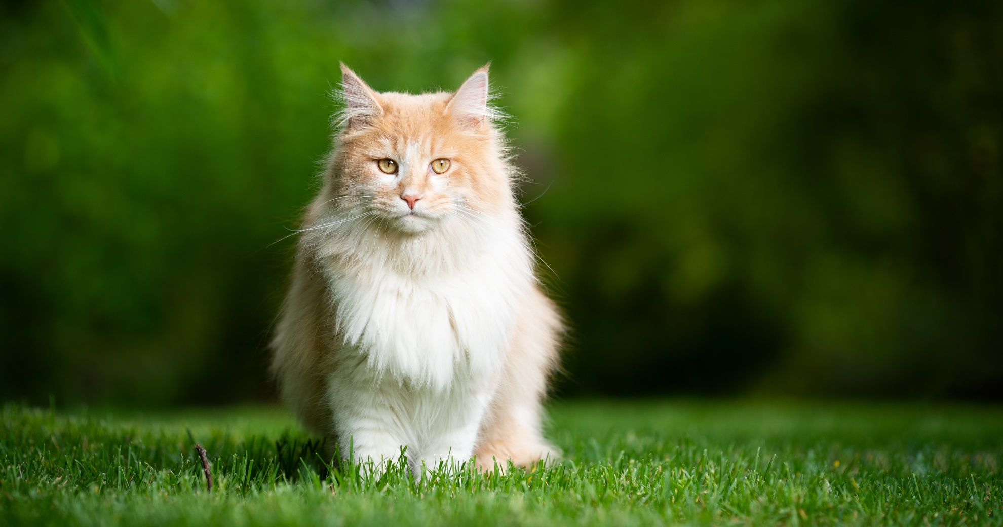 Most Popular Cats - PetlifeUS