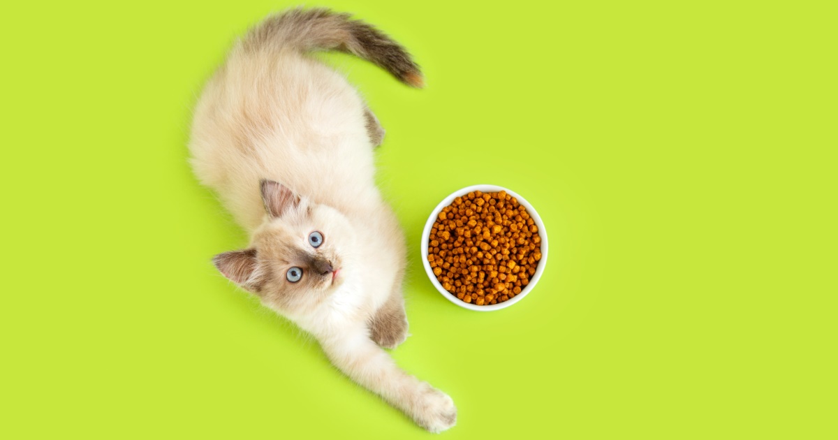 Your Cat’s Digestive System PetlifeUS