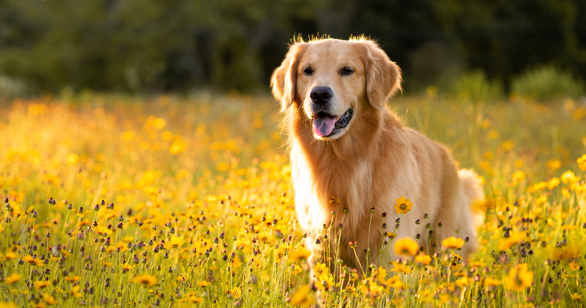 Anal Gland Problems In Dogs PetlifeUS